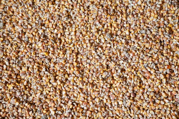 Čerstvě Sbírané Kukuřičná Semena Pozadí — Stock fotografie