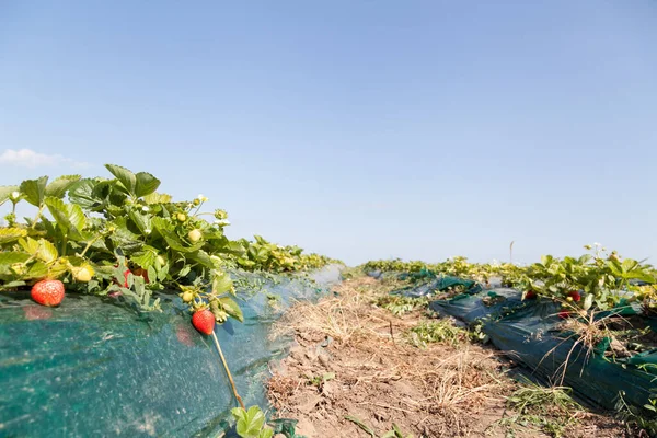 Ripe Strawberry Growing Bush Covered Film Selective Focus Blue Sky Stock Photo