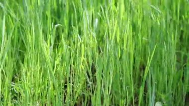 Rüzgarda savrulan yeşil çimenlerin yakınına.