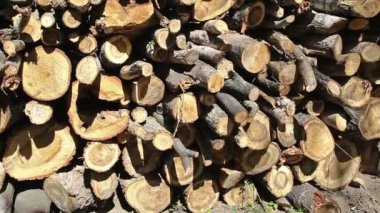 Soldan sağa kesilen ağaç yığınları