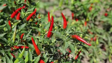 Kırmızı ve yeşil kırmızı biberler çalılıklarda yetişiyor.