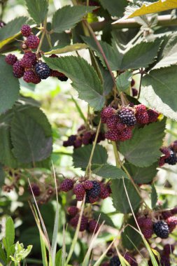 Çalı, siyah ve kırmızı böğürtlenli seçici odaklı.