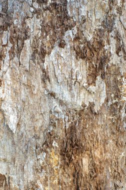 Çürük ağaç kabuğu dokusuna yakın çekim