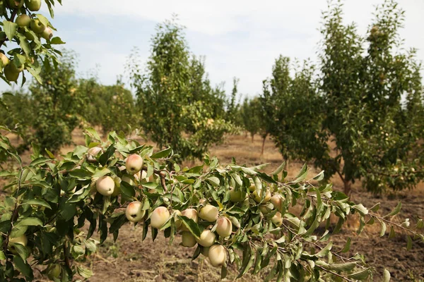 Tak Met Rijpe Gouden Soort Appels Met Selectieve Focus Kopieer — Stockfoto