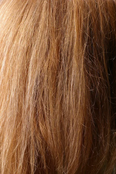 Closeup Red Chestnut Natural Hair Selective Focus Light Falloff — Stock Photo, Image