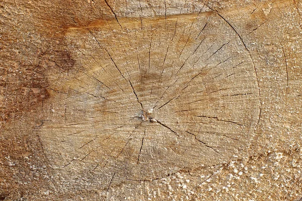 Closeup Cut Wooden Core Texture — Stock Photo, Image