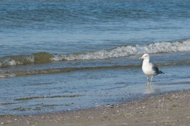 Seçici bir odak noktası olan martı deniz sahilinde duruyor ve boşluğu kopyalıyor