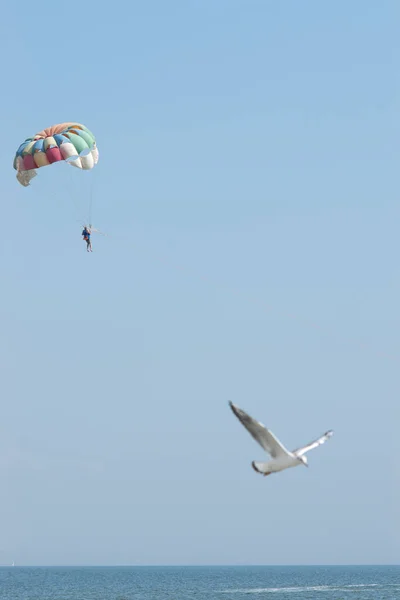 Mann Mit Fallschirm Über Dem Meer Und Verschwommener Fliegender Möwenvogel — Stockfoto