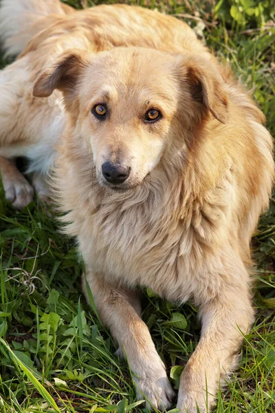 Sad Red Mongrel Dog Lying Green Grass Selective Focus — Stock Photo, Image