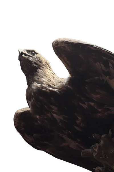 下から見た暗い光の中で白に隔離された剥製の鷹のワシ — ストック写真