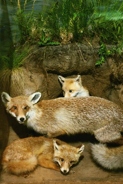 Ausgestopfter Fuchs Mit Jungen Dekorierter Natur — Stockfoto