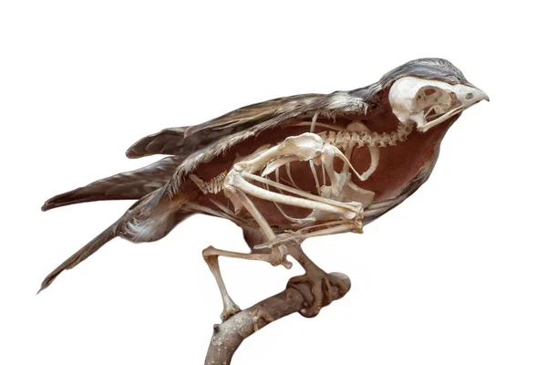 Ausschnitt Eines Ausgestopften Vogels Mit Skelett Innen Isoliert Auf Weiß lizenzfreie Stockbilder
