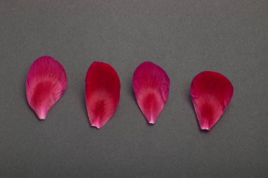 Siyah desenli arka planda seçici odaklı dört kırmızı çiçek yaprağı sırası