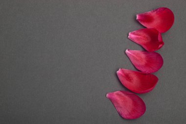 Siyah desenli arka planda kırmızı çiçek yaprakları satırı