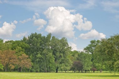 Ağaçlı yeşil çimenler ve beyaz bulutlu mavi gökyüzü.