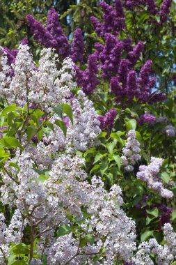 Çiçekli açık mor eflatun çiçekleri koyu mor çalılara karşı yakın plan