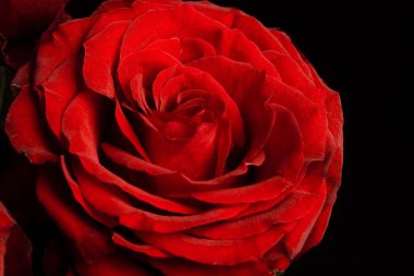 Koyu kırmızı çiçek açan çiçek, seçici odak ile siyah arkaplan üzerinde