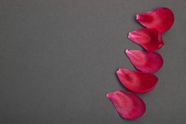 Rad Röda Blomblad Svart Strukturerad Bakgrund Med Kopieringsutrymme — Stockfoto