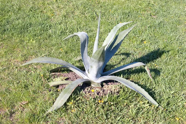 Planta Agave Azul Creciendo Campo Con Hierba Verde —  Fotos de Stock