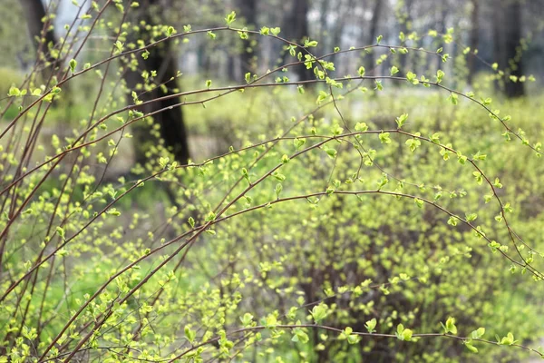 Bush Gren Med Små Gröna Blad Knoppar Med Selektivt Fokus — Stockfoto