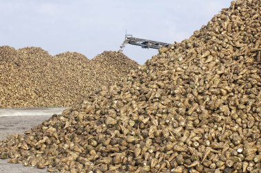 Arkaplanda bulanık taşıyıcı olan pancar kökü yığınının kapatılması