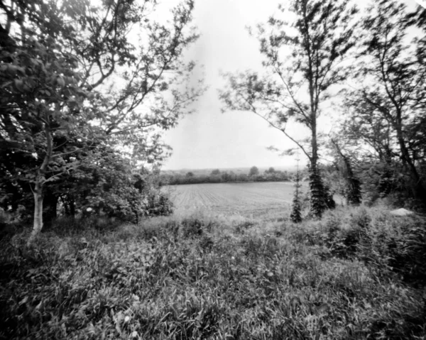 Fák és gyepterületek tavasszal, fekete-fehér lyukas fénykép — Stock Fotó