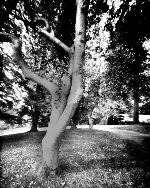 Alberi in un parco durante l'autunno — Foto Stock