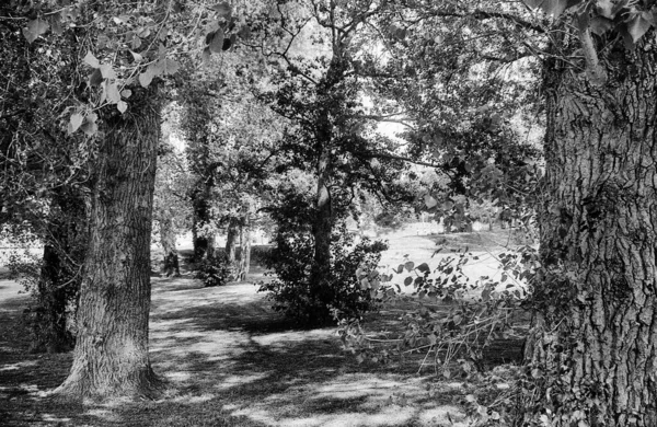 Caminho Florestal Com Árvores Esquerda Direita Esta Foto Preto Branco — Fotografia de Stock