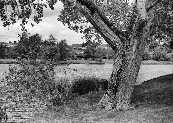 Vieil Arbre Bord Rivière Erne Cette Photo Noir Blanc Été — Photo