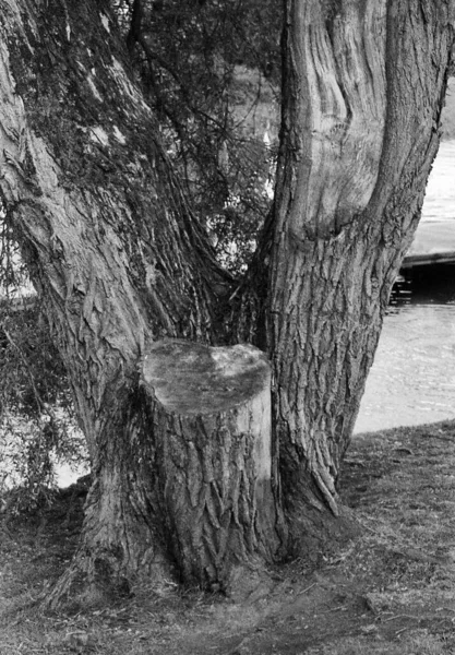 Old Tree Stands Next River Black White Photo Taken Pinhole — Stock Photo, Image