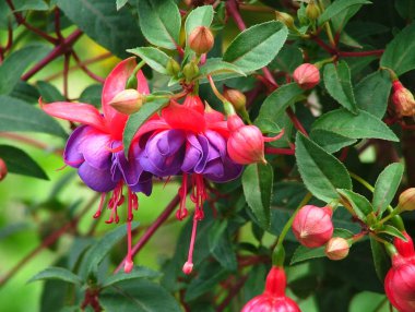 Fuchsie.