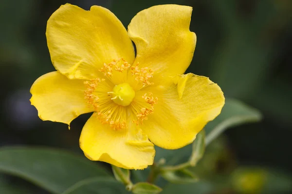 Hypericum — Stock Photo, Image