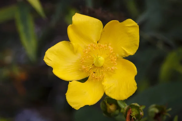 Hypericum — Stock Photo, Image