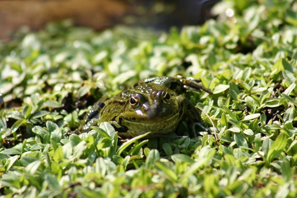 Frosch — Stockfoto