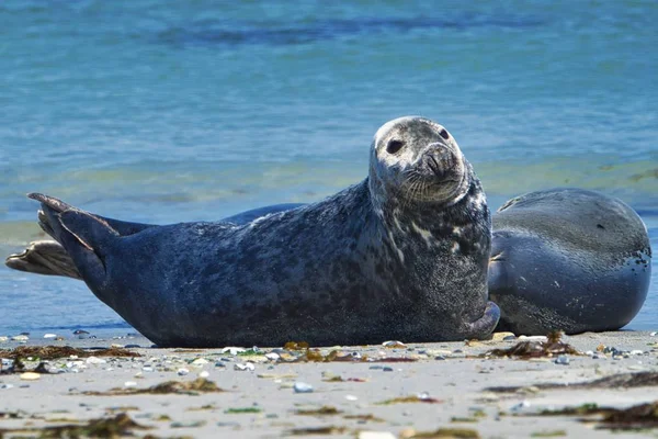 Selo cinzento na praia de Heligoland - ilha Duna — Fotografia de Stock