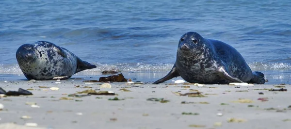 Foca gris en la playa de Heligoland - isla Dune — Foto de Stock