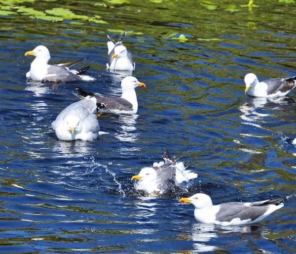 Gull śledzia na Helgoland — Zdjęcie stockowe