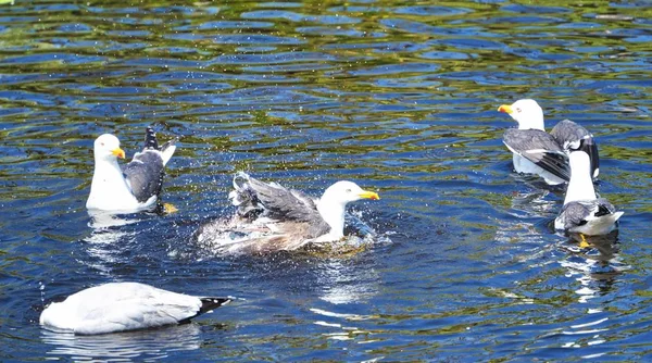 Europeisk strömmings mås på Helgoland — Stockfoto