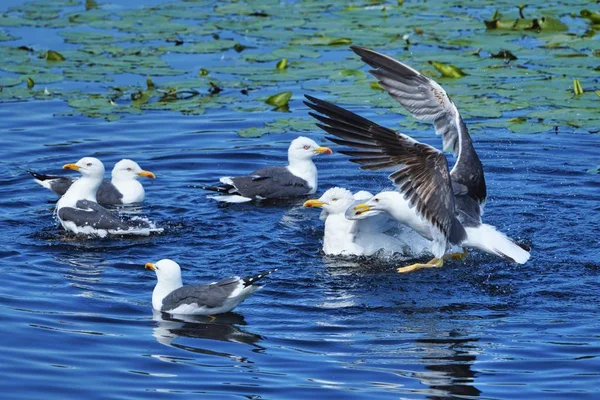 Gabbiano aringa europea su heligoland — Foto Stock