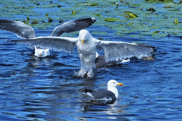 Goéland argenté européen sur héligoland — Photo