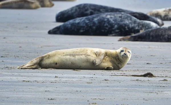 Sello gris en Heligoland — Foto de Stock