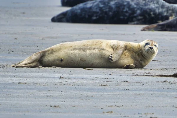 Серый тюлень на Гельголанде — стоковое фото