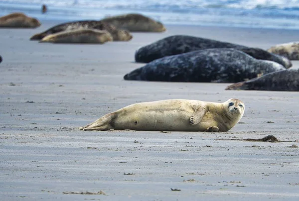 Sigillo grigio su Helgoland — Foto Stock