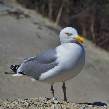 heligoland avrupa ringa martı