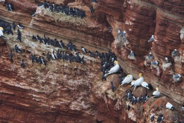 Heligoland üzerinde ortak murre