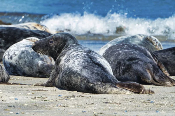 Foca gris en la playa de Heligoland - isla Dune — Foto de Stock