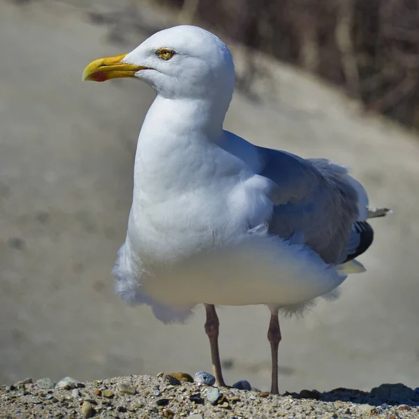 European herring gull on heligoland — Stock Photo, Image