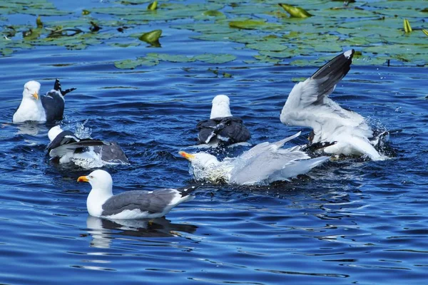 Gull śledzia na Helgoland — Zdjęcie stockowe