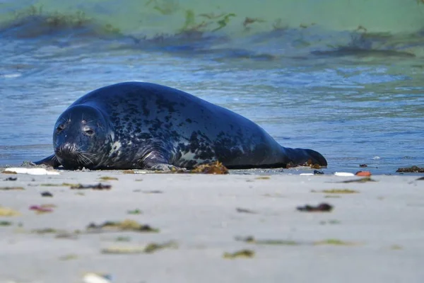 Sigillo grigio sulla spiaggia di Helgoland - isola di Dune — Foto Stock