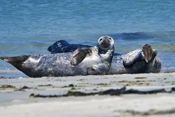 Grey seal on the beach of Heligoland - island Dune — Stock Photo, Image